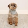 Cooling Bandana - Small/Medium