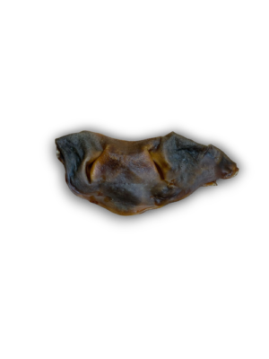 IMG_2663 Bully Snout