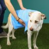 Cooling Towel
