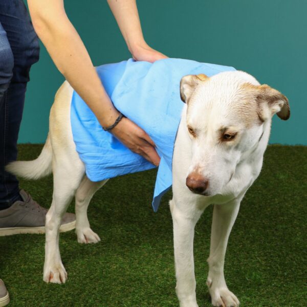 Cooling Towel