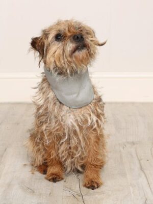 Cooling Bandana - Small/Medium