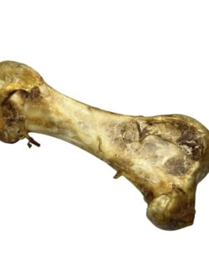 Ostrich Dino Bone