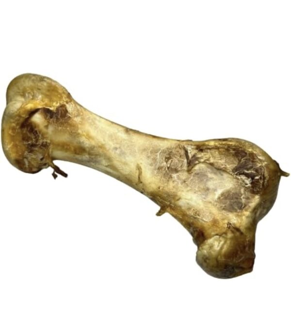 Screenshot Ostrich Dino Bone
